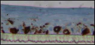 Description 2