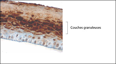 Description 1